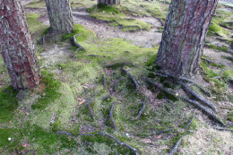 地上にはみ出さんばかりの松の木の根。